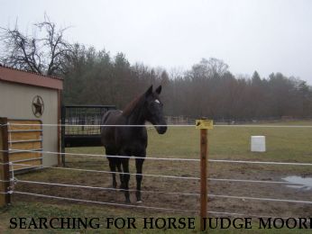SEARCHING FOR HORSE JUDGE MOORE, (SHADOW) Near Frankfort, IN, 46041